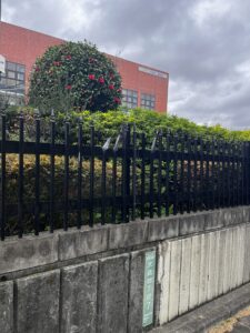 砧公園倒木｜大蔵通り沿い