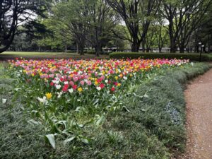 砧公園｜チューリップ