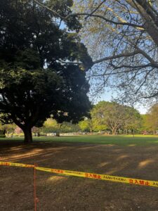 砧公園倒木｜ねむのき広場