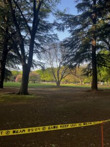 砧公園倒木｜ねむのき広場